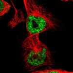 Nuclear Matrix Protein p84 Antibody in Immunocytochemistry (ICC/IF)