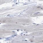 Nuclear Matrix Protein p84 Antibody in Immunohistochemistry (Paraffin) (IHC (P))