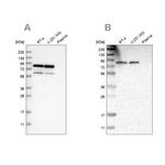 Nuclear Matrix Protein p84 Antibody in Western Blot (WB)