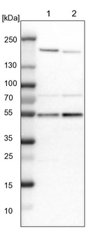 SMU1 Antibody in Western Blot (WB)