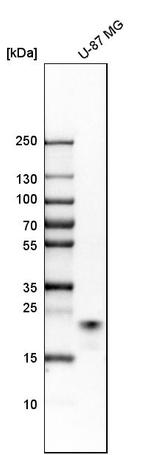 RAB31 Antibody in Western Blot (WB)