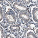 FAM221A Antibody in Immunohistochemistry (IHC)