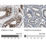 FAM221A Antibody