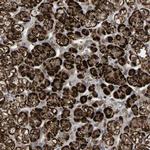 C7orf29 Polyclonal Antibody