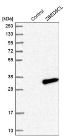 C7orf29 Antibody in Western Blot (WB)