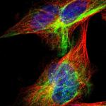 ITFG1 Polyclonal Antibody