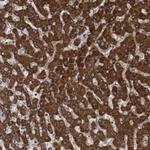 ITFG1 Antibody in Immunohistochemistry (Paraffin) (IHC (P))