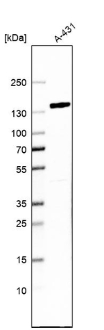 FAM120A Antibody in Western Blot (WB)