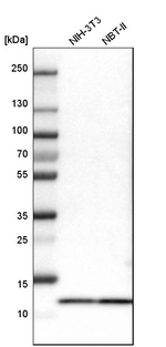 Myotrophin Antibody in Western Blot (WB)