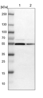 DDX56 Antibody in Western Blot (WB)