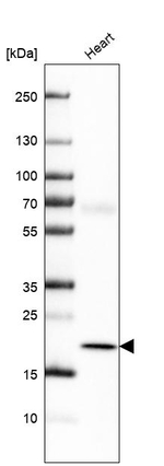 MYL2 Antibody in Western Blot (WB)