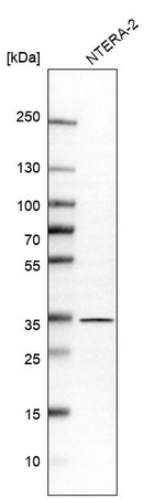 C7orf20 Antibody in Western Blot (WB)