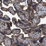 Tara Antibody in Immunohistochemistry (Paraffin) (IHC (P))