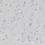 DAZL Antibody in Immunohistochemistry (Paraffin) (IHC (P))