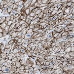 SLC22A15 Antibody in Immunohistochemistry (Paraffin) (IHC (P))