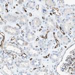 SLC22A15 Antibody in Immunohistochemistry (Paraffin) (IHC (P))