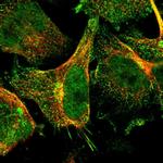 RGL1 Polyclonal Antibody