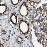 NDUFV3 Antibody in Immunohistochemistry (IHC)