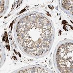 ENTHD1 Polyclonal Antibody