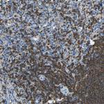HMHA1 Antibody in Immunohistochemistry (IHC)