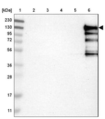 HMHA1 Antibody in Western Blot (WB)