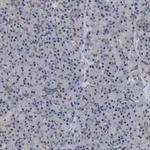 NAPE PLD Antibody in Immunohistochemistry (Paraffin) (IHC (P))