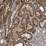 NAPE PLD Antibody in Immunohistochemistry (IHC)
