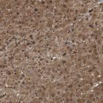 FITM1 Antibody in Immunohistochemistry (Paraffin) (IHC (P))