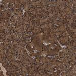 FITM1 Antibody in Immunohistochemistry (Paraffin) (IHC (P))