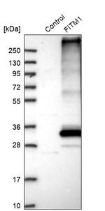 FITM1 Antibody in Western Blot (WB)
