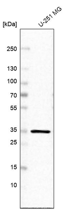 PPA1 Antibody in Western Blot (WB)