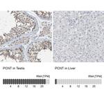 Pericentrin Antibody