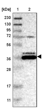 Bif1 Antibody in Western Blot (WB)