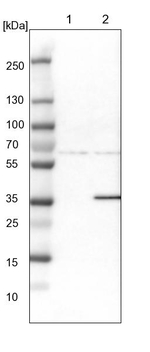 Bif1 Antibody in Western Blot (WB)