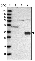 CER1 Antibody in Western Blot (WB)