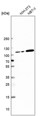 PHF17 Antibody in Western Blot (WB)