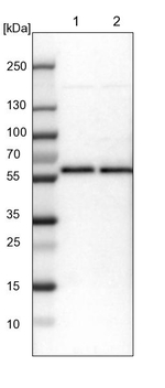 LUC7L3 Antibody in Western Blot (WB)