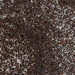 LUC7L3 Antibody in Immunohistochemistry (IHC)