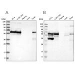 LUC7L3 Antibody in Western Blot (WB)