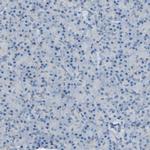 C7orf49 Antibody in Immunohistochemistry (Paraffin) (IHC (P))