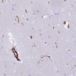 NXPH1 Polyclonal Antibody