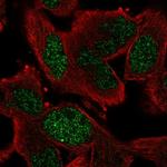 GEN1 Polyclonal Antibody