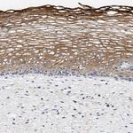 CCDC146 Antibody in Immunohistochemistry (Paraffin) (IHC (P))