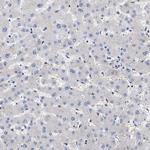 CCDC146 Antibody in Immunohistochemistry (Paraffin) (IHC (P))