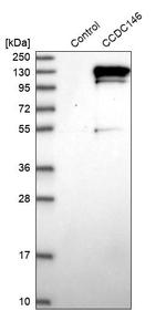 CCDC146 Antibody in Western Blot (WB)