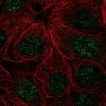 ZNF425 Polyclonal Antibody