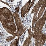 URG4 Polyclonal Antibody