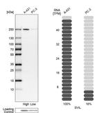 SVIL Antibody