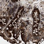 AMZ1 Polyclonal Antibody