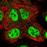 COBRA1 Polyclonal Antibody